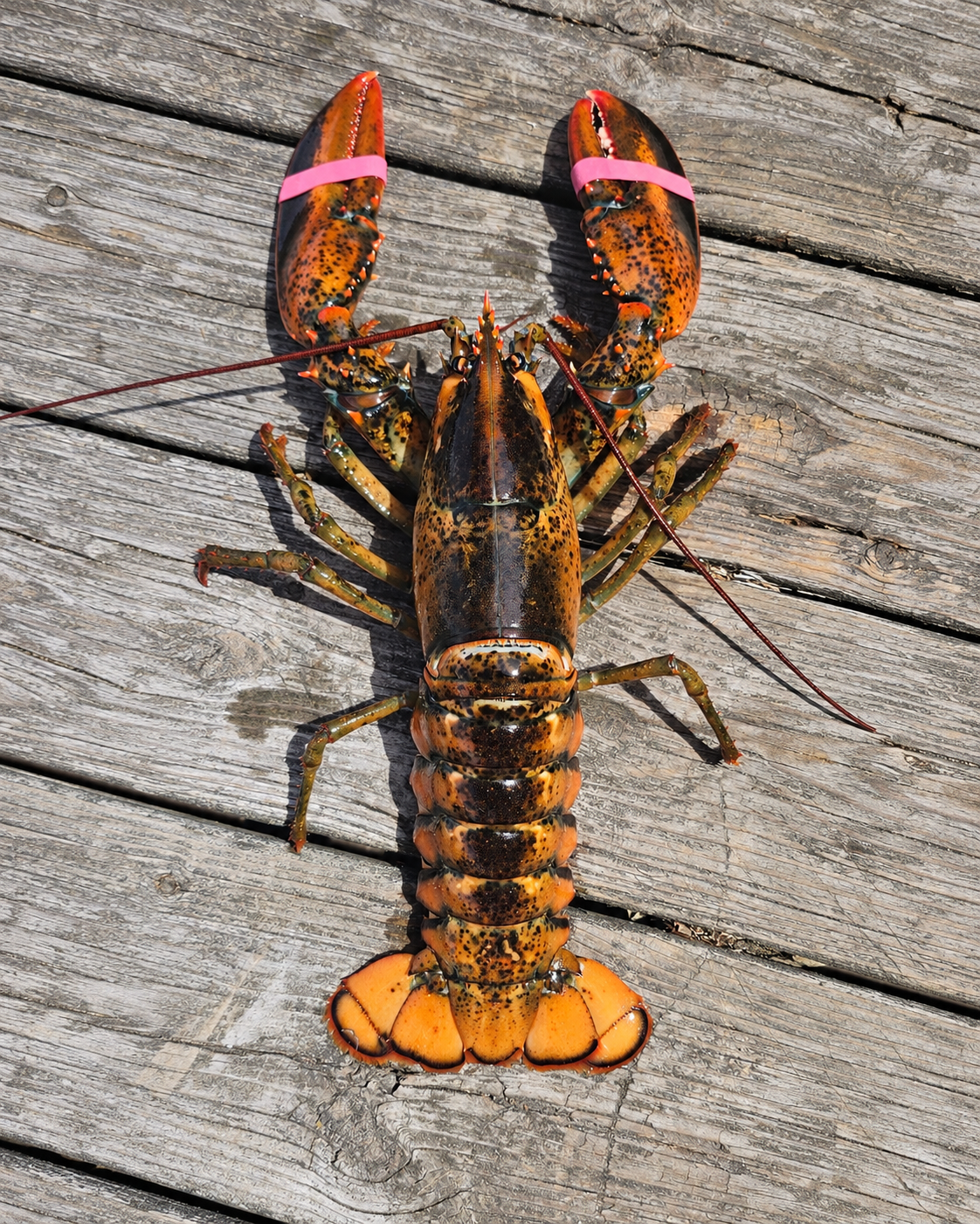 1.5 Pound Live Lobster