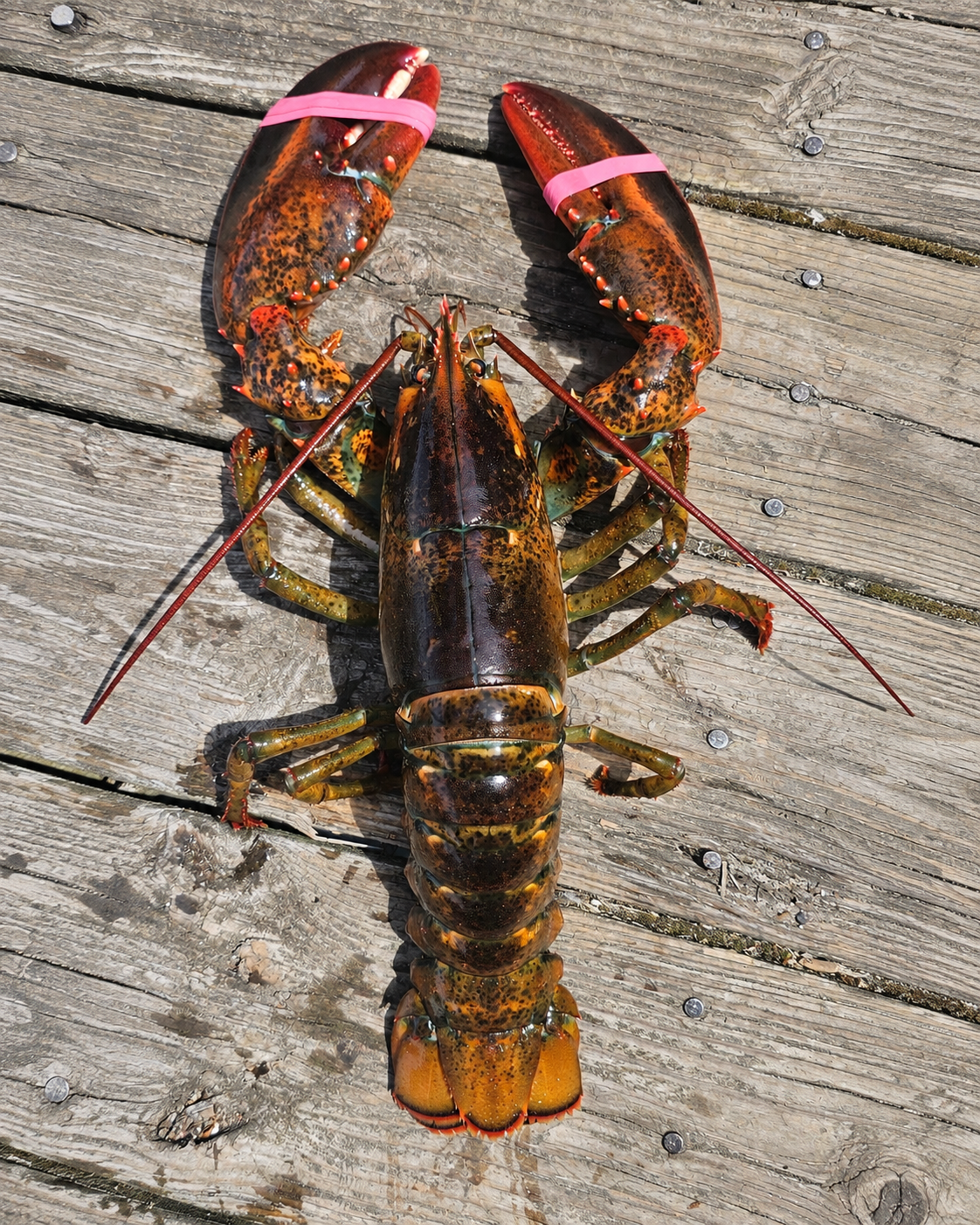 2 Pound Live Lobster