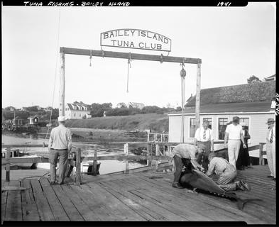 When Giant Tuna First Came to Bailey Island