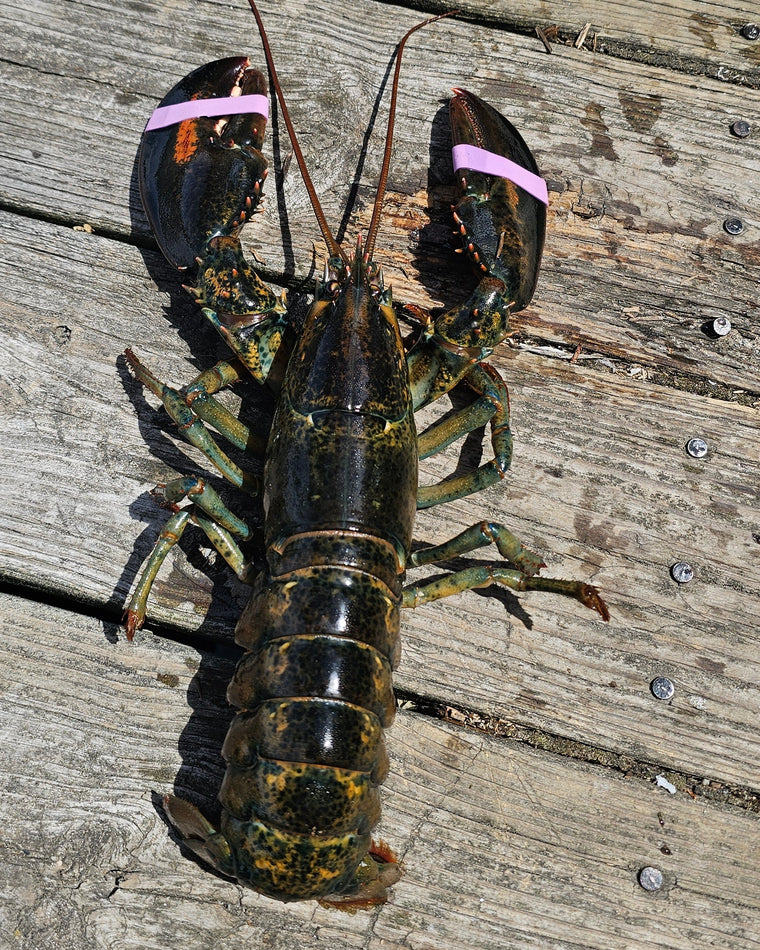 1.25 Pound Lobster