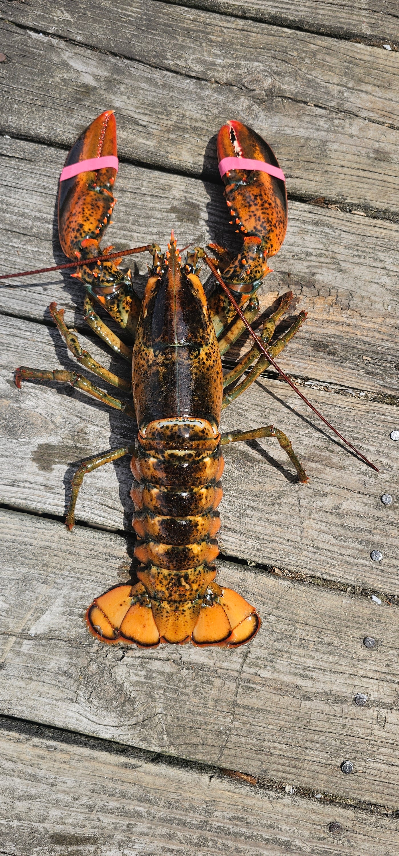 Old Shell Lobster