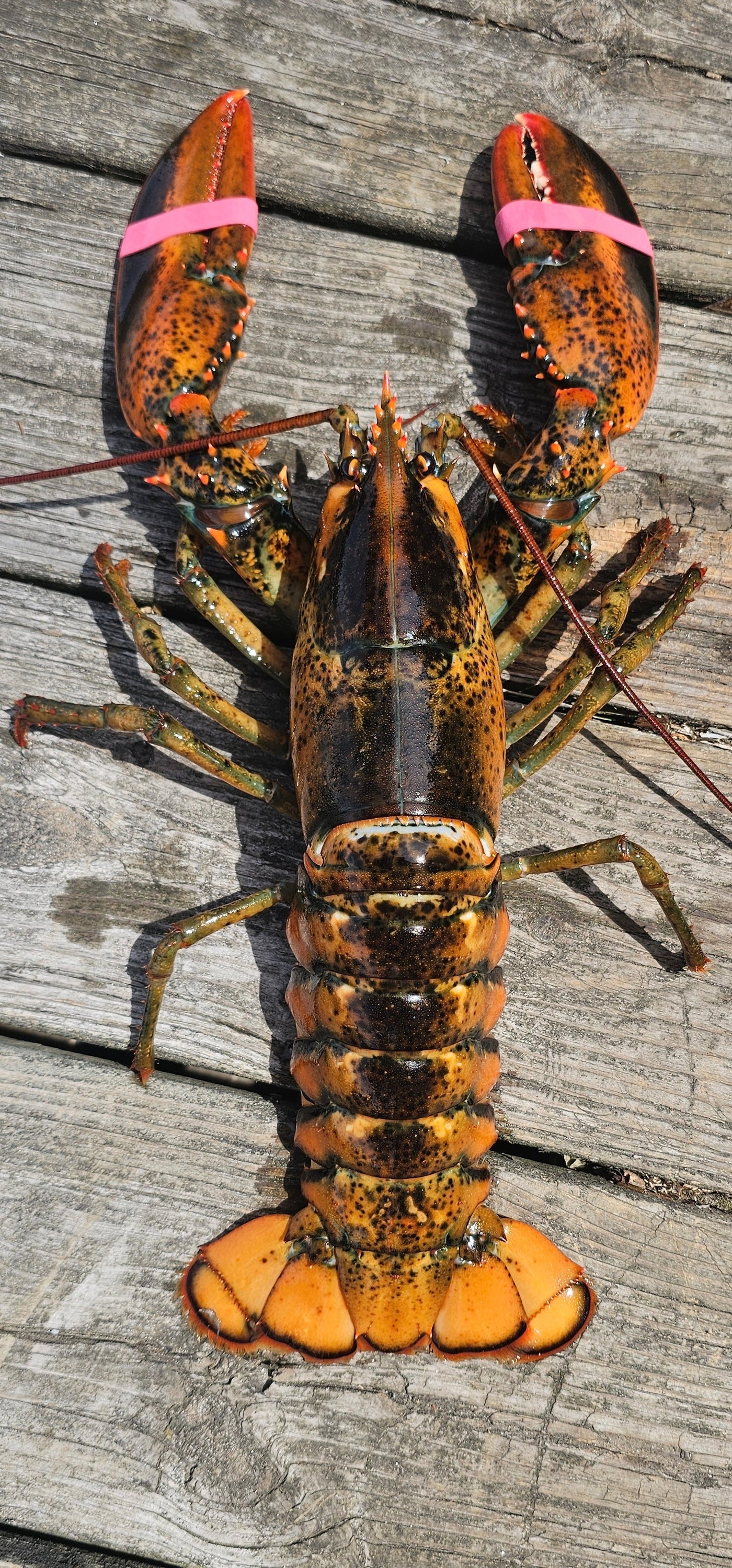 1.5 Pound Live Lobster