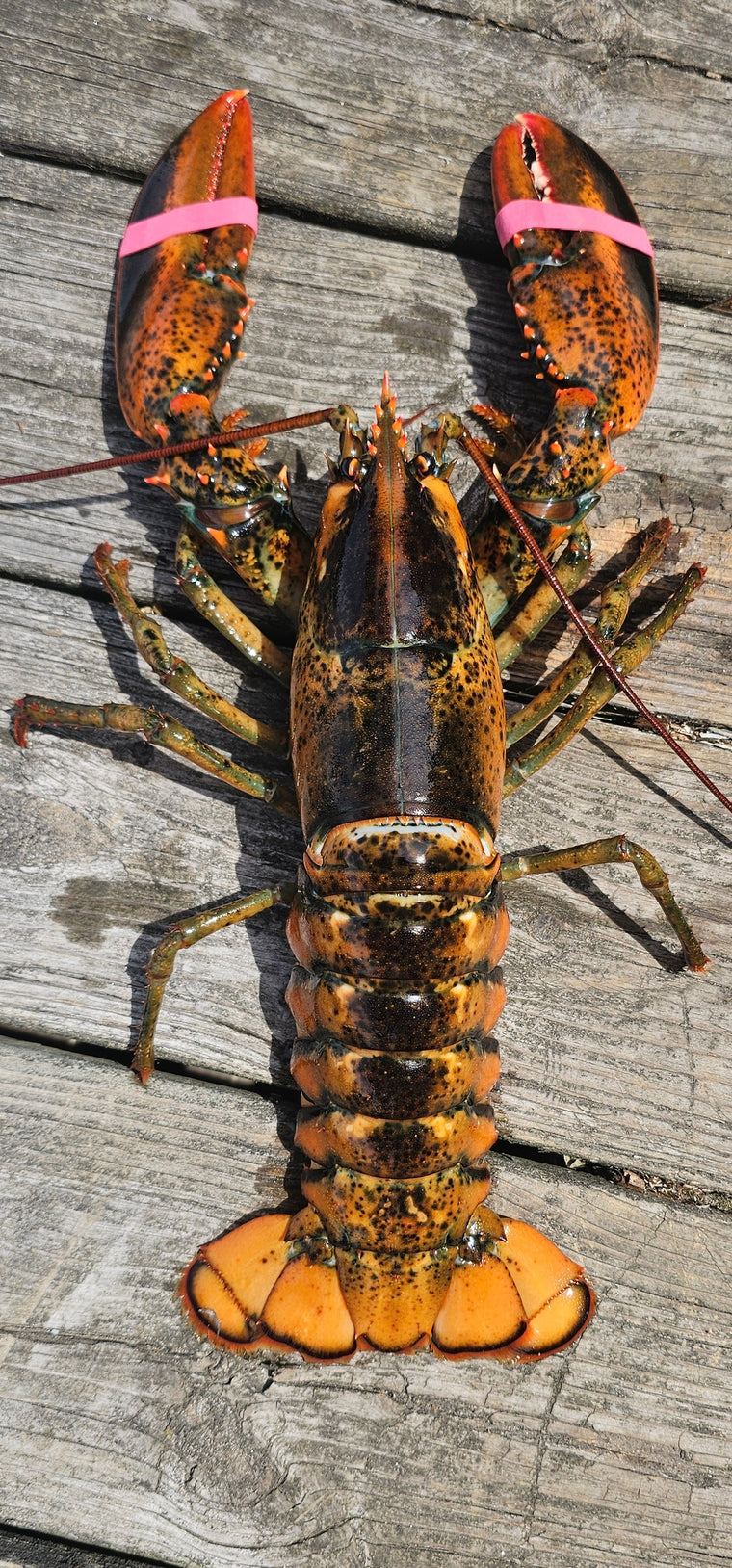 1.5 Pound Live Lobster