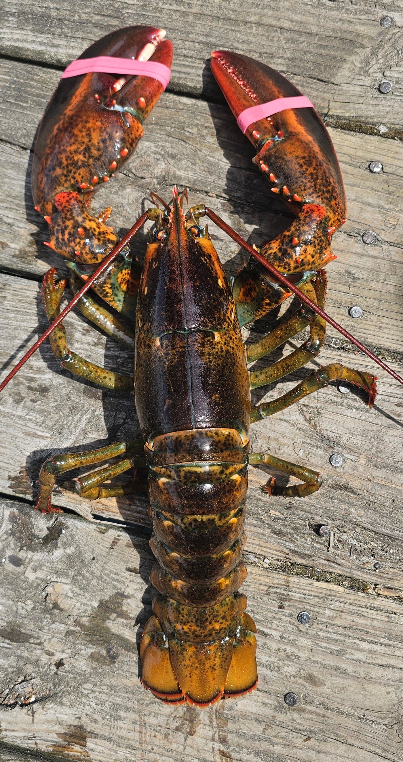 2 Pound Live Lobster