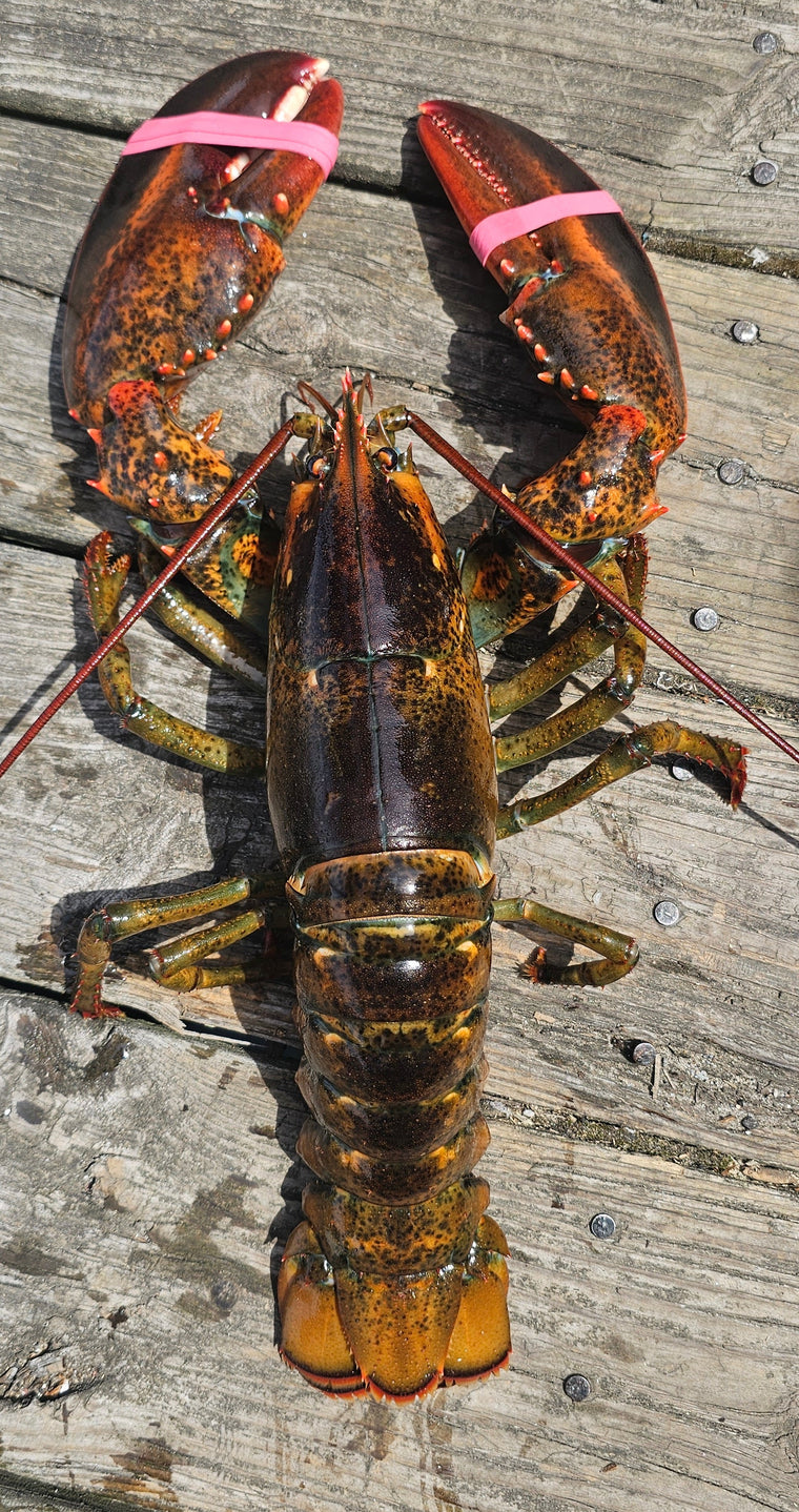 2 Pound Live Lobster