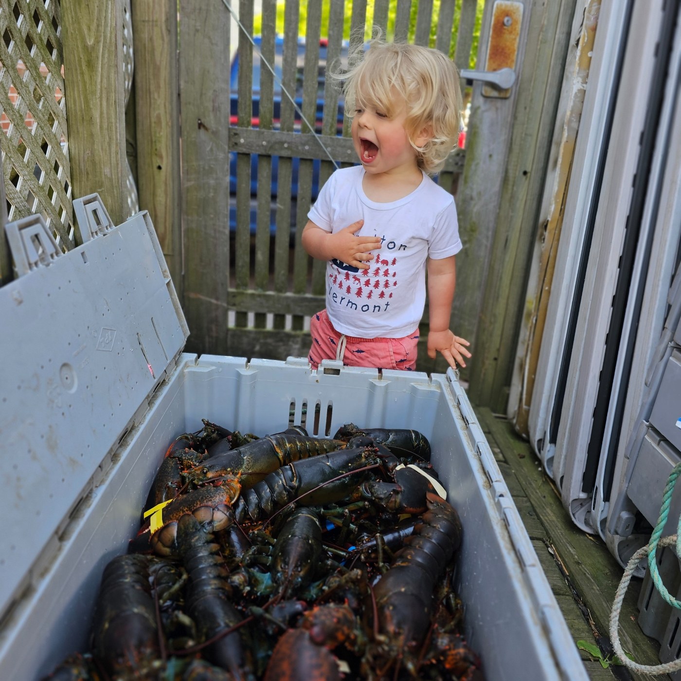 A child discovering a crate filled with live Maine lobsters