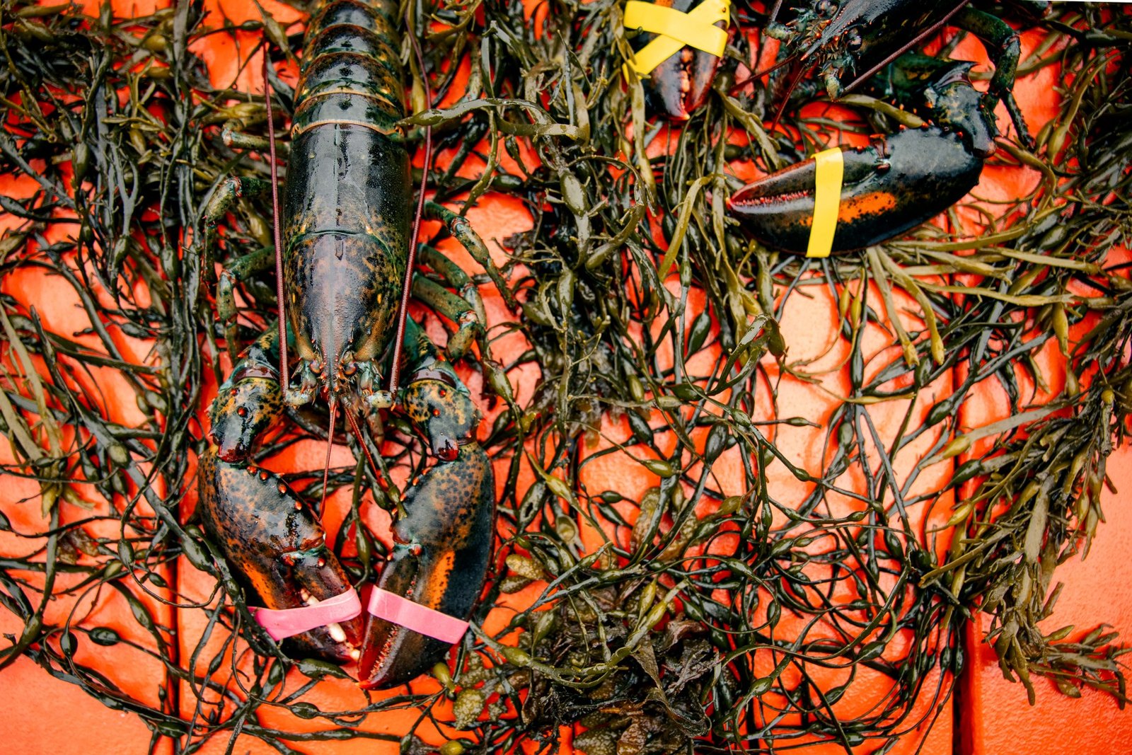 Live lobster with fresh rockweed