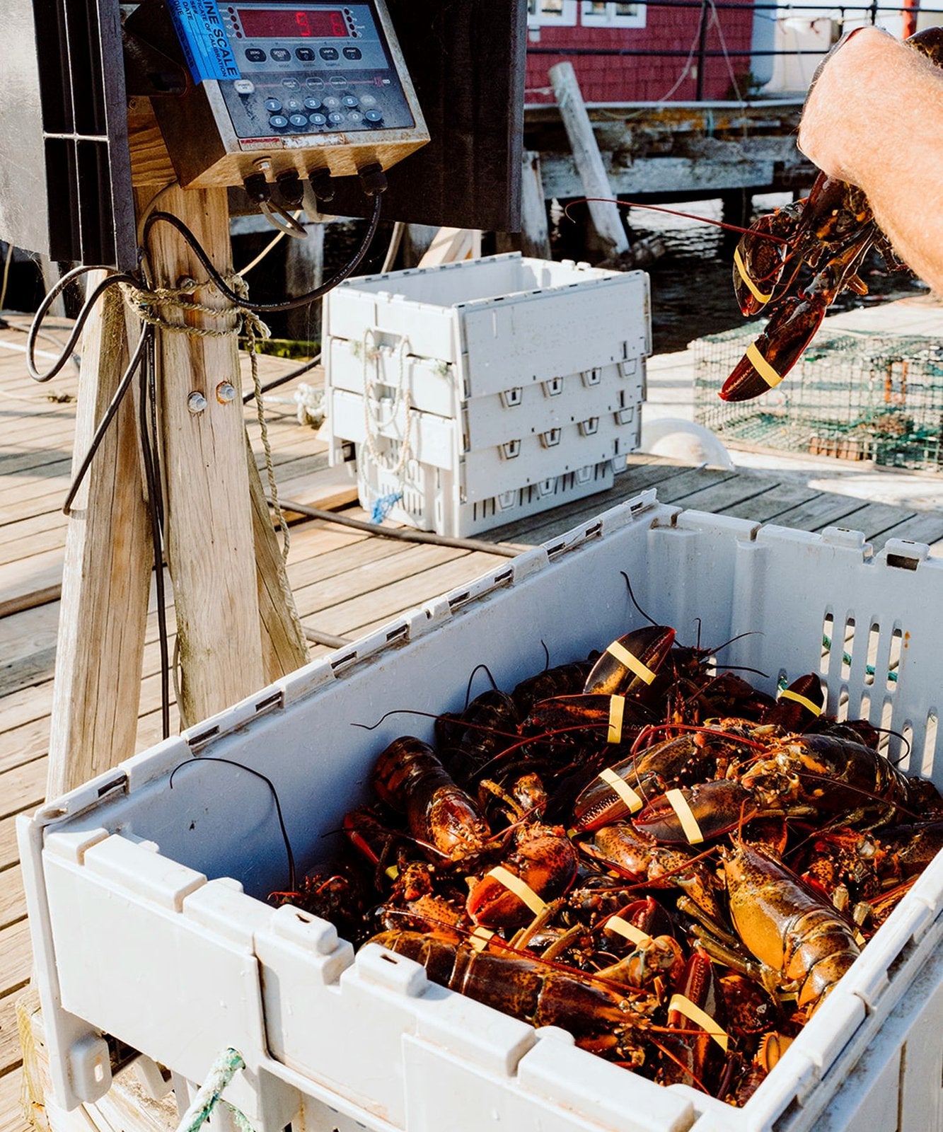 Live lobsters on the working wharf